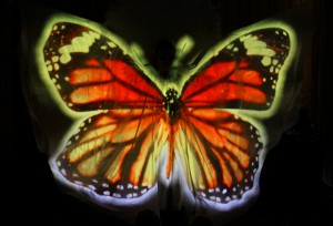 Lady Butterfly 13    